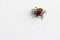 Big castor bean tick on white background. Ixodes ricinus.