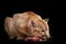 Big cat cougar cougar eating a piece of meat, a predatory beast eagerly devours prey, closeup portrait isolated black background
