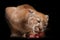 Big cat cougar cougar eating a piece of meat, a predatory beast eagerly devours prey, closeup portrait isolated black background