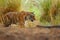 Big cat, endangered animal, nice fur coat. End of dry season, monsoon. Tiger hidden in lake grass. Indian tiger with first rain, w