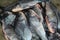 Big catla carp fish arranged in ice for sale
