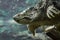 Big cayman turtle swims underwater close up