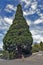 Big cedar tree standing in town center of Queenstown, New Zealand