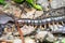 A big centipede crawling on the ground