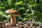 Big cep mushroom in sunny wood
