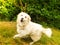 A big cheerful Great Pyrenees dog runs .