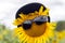 Big cheerful sunflower in a baseball cap and sunglasses on the background of the sky