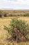 A big cheetah behind a bush. Savanna of Masai Mara, Kenya