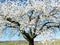 Big cherry tree in bloom in front of blue sky and vineyards in the background 2