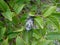 Big cicada resting on small tree