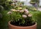 Big clay pot with daisies on greenery garden