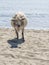 Big clever cow on the sand