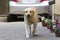 Big clever light yellow brown dog Labrador- retriever standing i