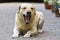 Big clever light yellow brown funny dog Labrador- retriever laying in paved yard on bright sunny day on blurred flower pots