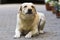Big clever light yellow brown funny dog Labrador- retriever laying in paved yard on bright sunny day on blurred flower pots backgr