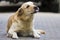 Big clever light yellow brown funny dog Labrador- retriever laying in paved yard showing tongue on bright sunny day on blurred bac