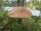 Big close up birch bolete, Leccinum scabrum, known as the rough-stemmed bolete or scaber stalk, brown cup mushroom growing in