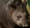 Big close-up of the Tapir