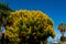 Big close up from a whitebark senna tree