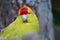 Big close up of the Yellow kakariki