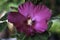 Big closeup Deep Pink Hibiscus flower HD Image