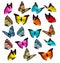 Big collection of colorful butterflies.