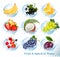 Big collection of fruit in a water splash icons.