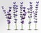 Big collection realistic flowers violet lavender. Tender bouquet lavender. Fragrant lavender on transparent background