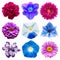 Big collection of various blue and purple head flowers