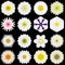 Big Collection of Various White Pattern Flowers Isolated on Black