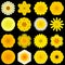 Big Collection of Various Yellow Pattern Flowers Isolated on Black