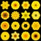 Big Collection of Various Yellow Pattern Flowers Isolated on Black