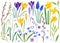 Big collection of watercolor hand drawn spring illustrations. Spring flowers: violet and yellow crocuses, narcissus, snowdrops,