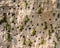 Big colony of the Bee-eaters in their burrows on a clay wall. Africa. Uganda.