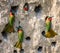 Big colony of the Bee-eaters in their burrows on a clay wall. Africa. Uganda.