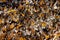 Big colony of Monarch butterflies  Danaus plexippus close-up in the forest in the park El Rosario, Reserve of the Biosfera