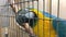 Big colorful blue and yellow macaw parrot, ara ararauna eating seeds in a cage close up