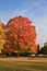 Big Colorful Maple Tree under Blue Sky