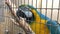 Big colourful blue and yellow macaw parrot, Ara ararauna eating seeds in a cage close up