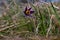 Big common pasqueflower plant on long hairy stem, deep violet bloom in high old dry grass, tender inflorescence in warm sunlight