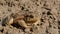 Big common toad (Bufo bufo) on ground after rain