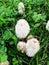 Big Coprinus mushroom ,mature coprinus fungus  in a park in green grass