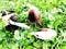 Big Coprinus mushroom ,mature coprinus fungus  in a park in green grass