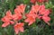 Big coral azalea or rhododendron in a organic garden. Season of flowering azaleas . Azaleas are shade tolerant flowering shrubs in