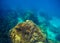 Big coral reef underwater photo. Deep blue sea view with bottom relief.