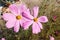 Big cosmosï¼ˆGesang flowersï¼‰