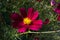 Big cosmosï¼ˆGesang flowersï¼‰