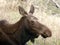 Big Cow Moose Northern Alaska Wild Animal Wildlife Portrait