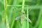 Big crane fly  in green nature