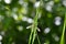 A big crane fly  in green nature and bokeh